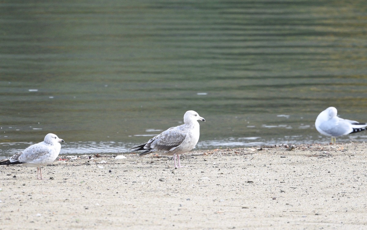 Herring Gull - ML380521541