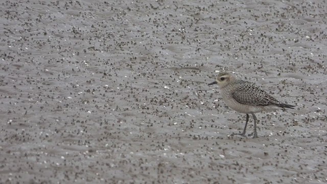 American Golden-Plover - ML380521561