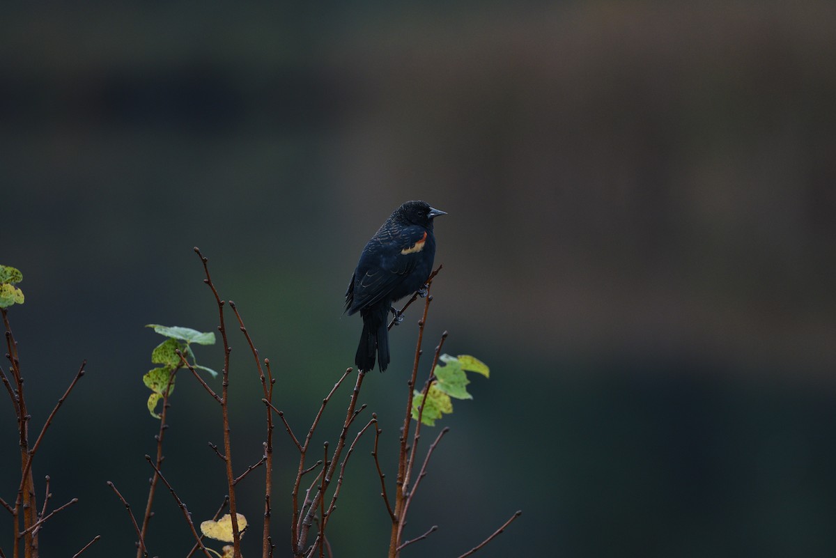 Red-winged Blackbird - ML380522631