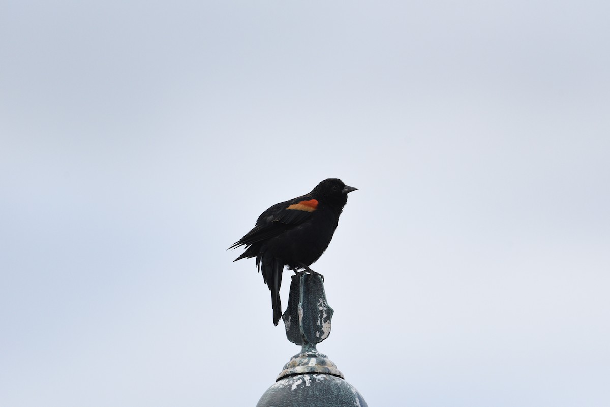 Red-winged Blackbird - joe demko