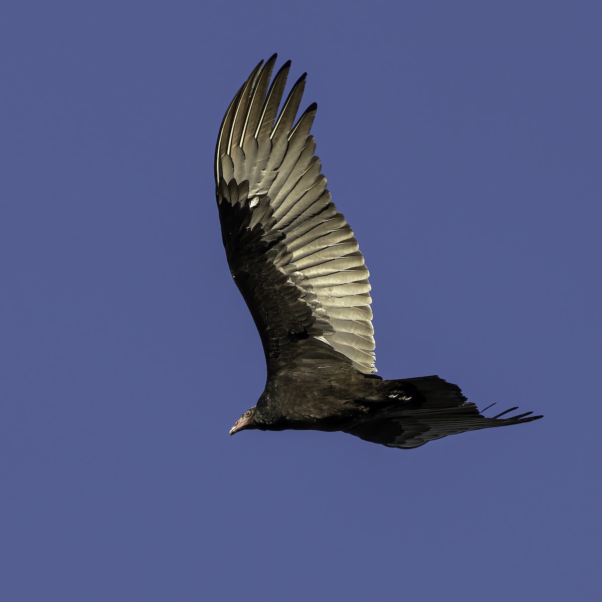 Turkey Vulture - ML380522661