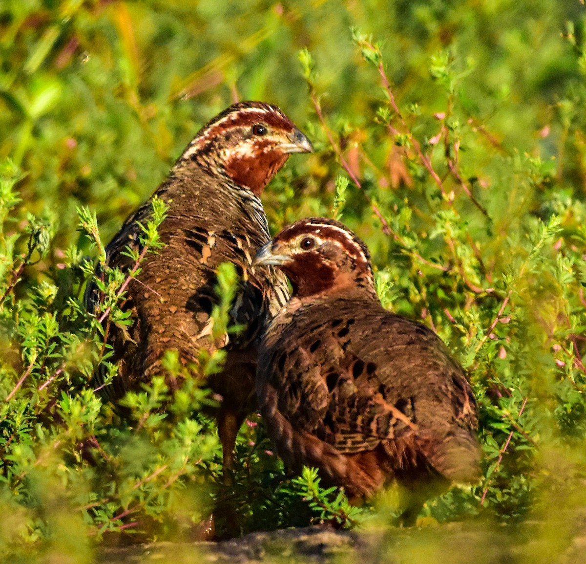 Jungle Bush-Quail - ML380523001