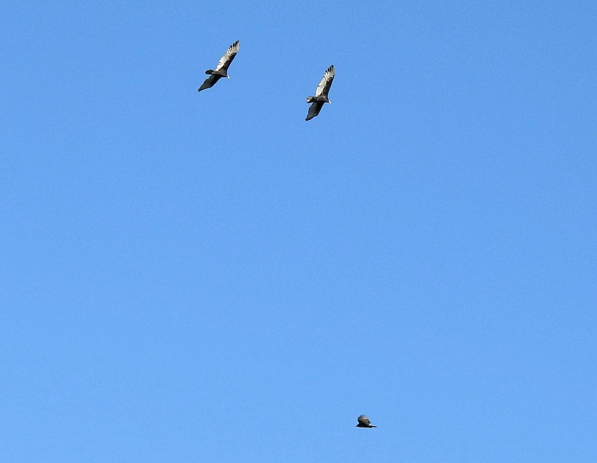 Turkey Vulture - Gary Hunter