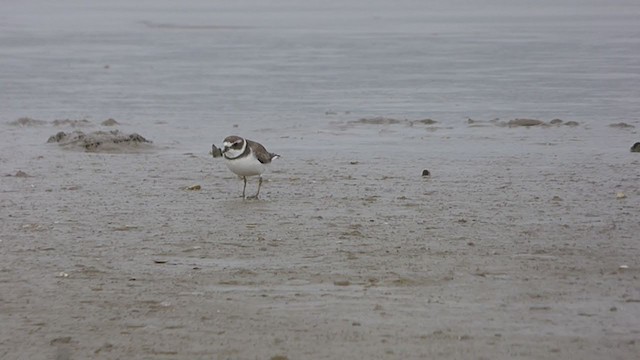 Semipalmated Plover - ML380524181