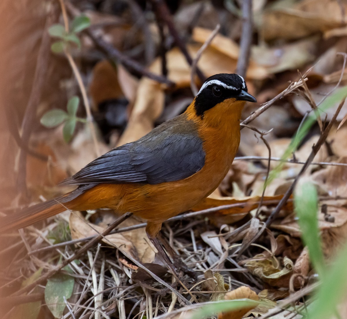 White-browed Robin-Chat - Ron Hoff Dollyann Myers