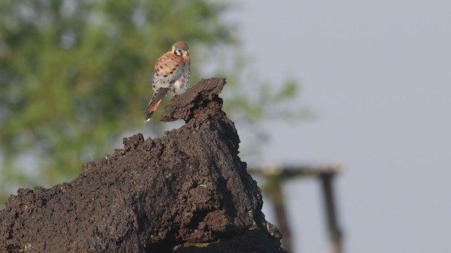 American Kestrel - ML380524701