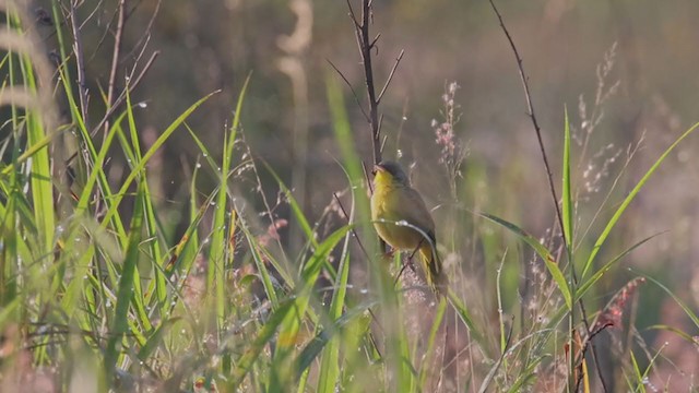 Gray-crowned Yellowthroat - ML380525591