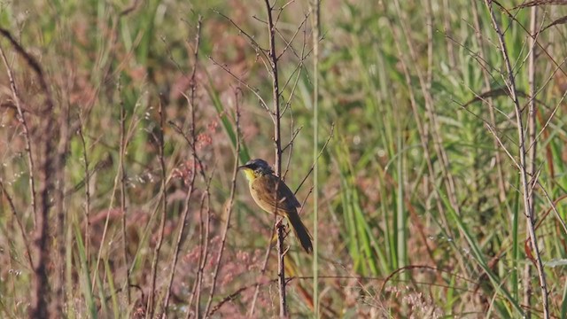 Gray-crowned Yellowthroat - ML380525641