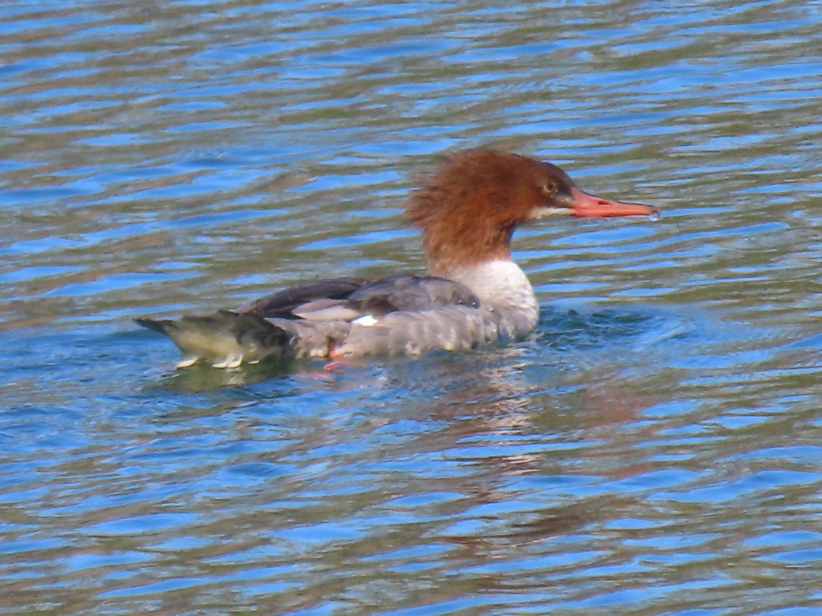 Common Merganser - ML380526491