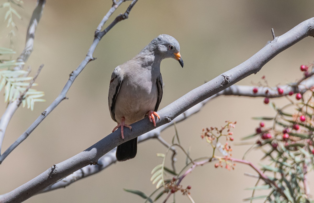 Croaking Ground Dove - ML380527211