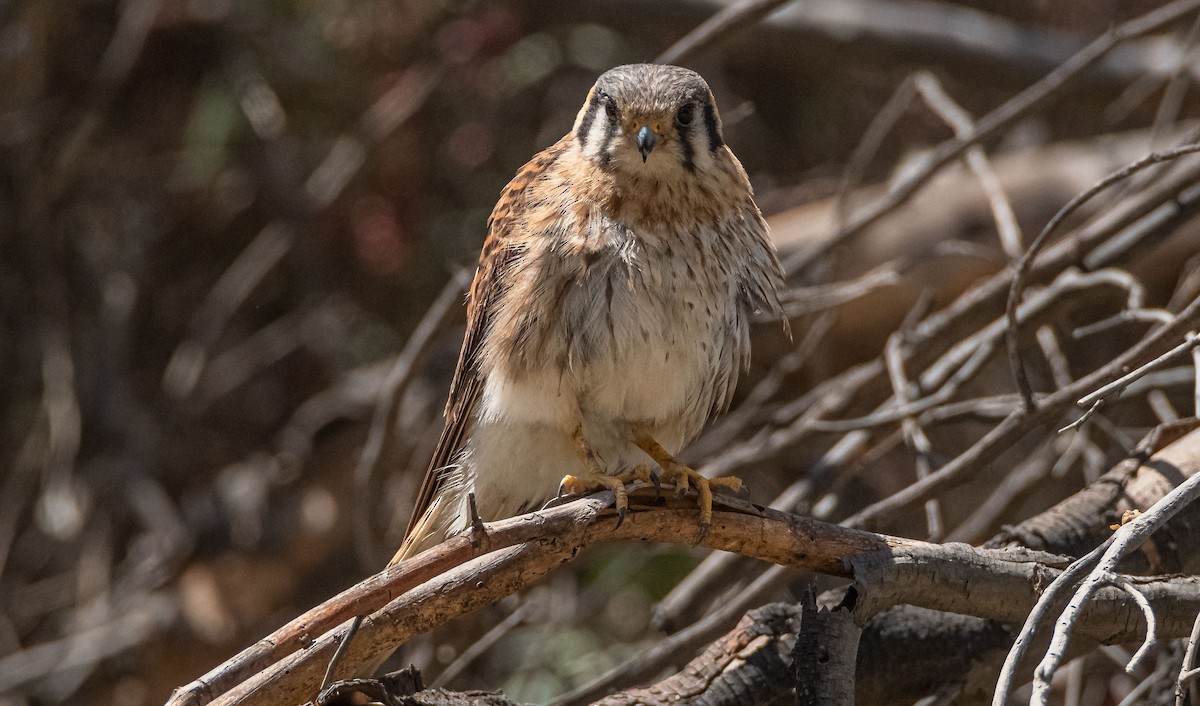 American Kestrel - ML380527391