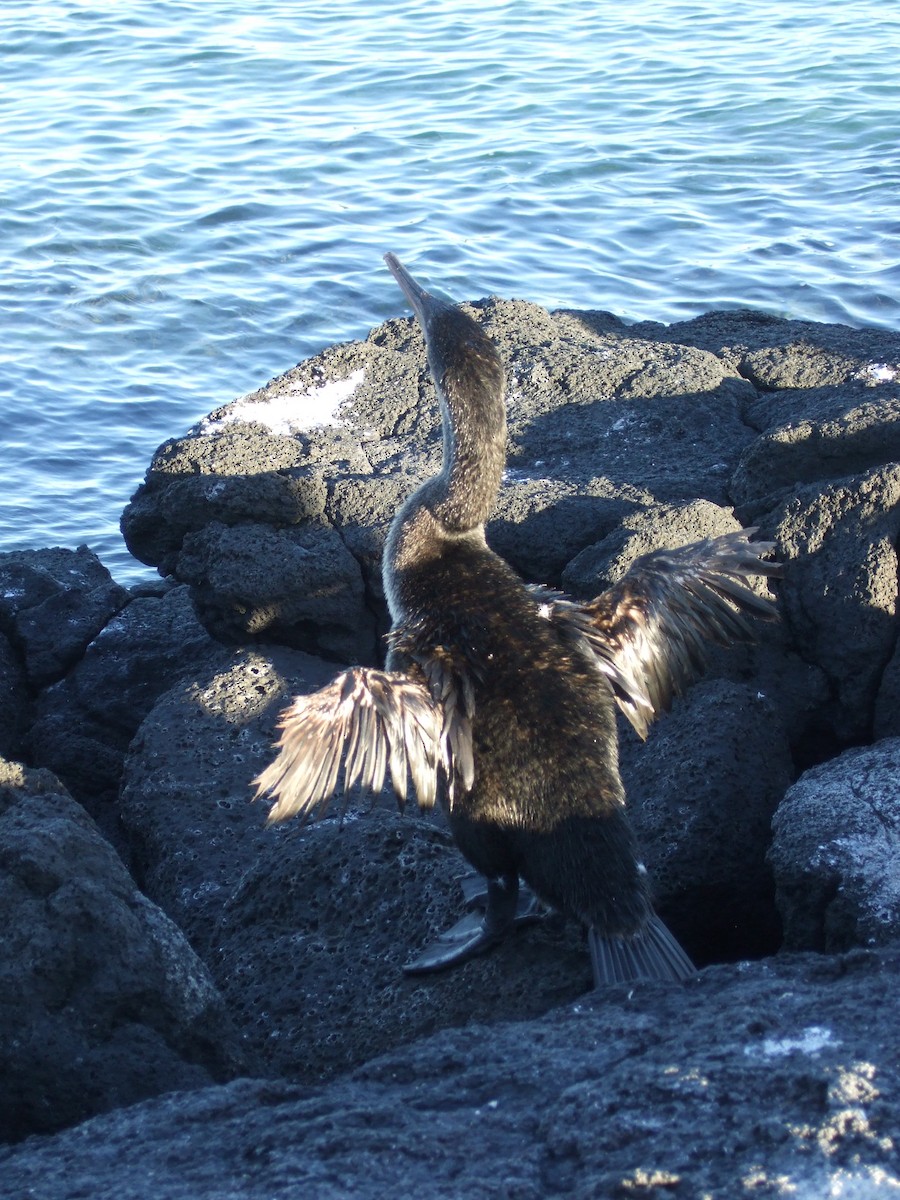 Flightless Cormorant - ML380528611