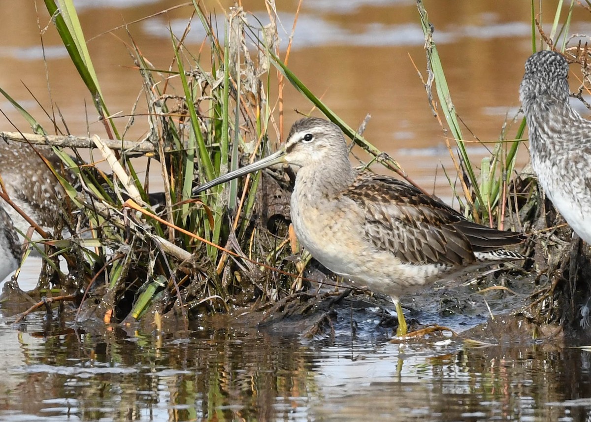 Long-billed Dowitcher - ML380528621
