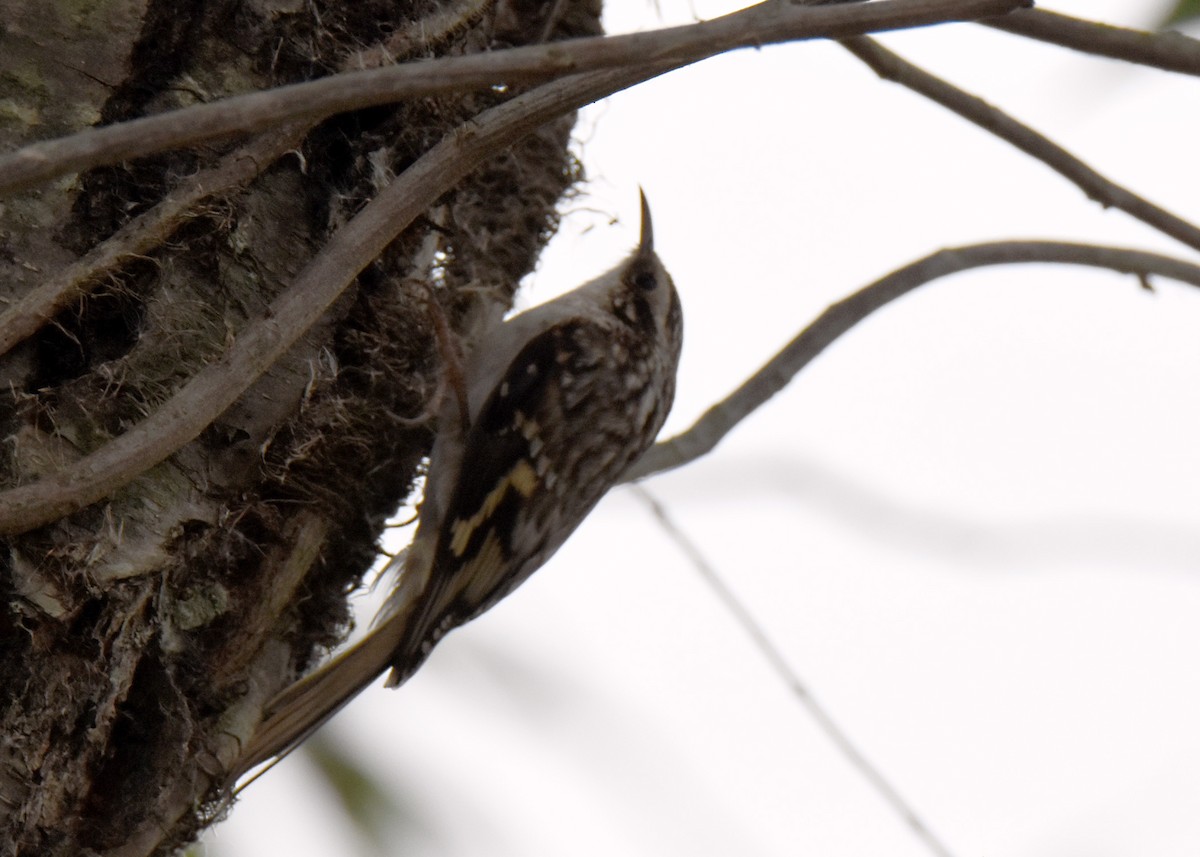 Brown Creeper - ML380528851