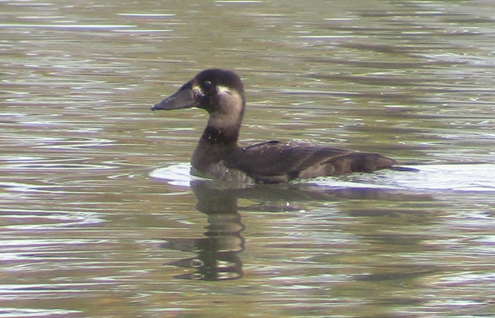 Surf Scoter - ML38053031