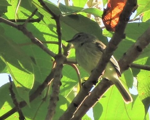 Forest Elaenia - ML380531311