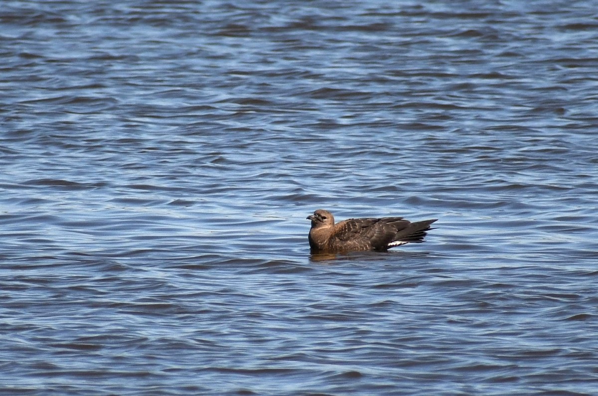 Pomarine Jaeger - ML380532101