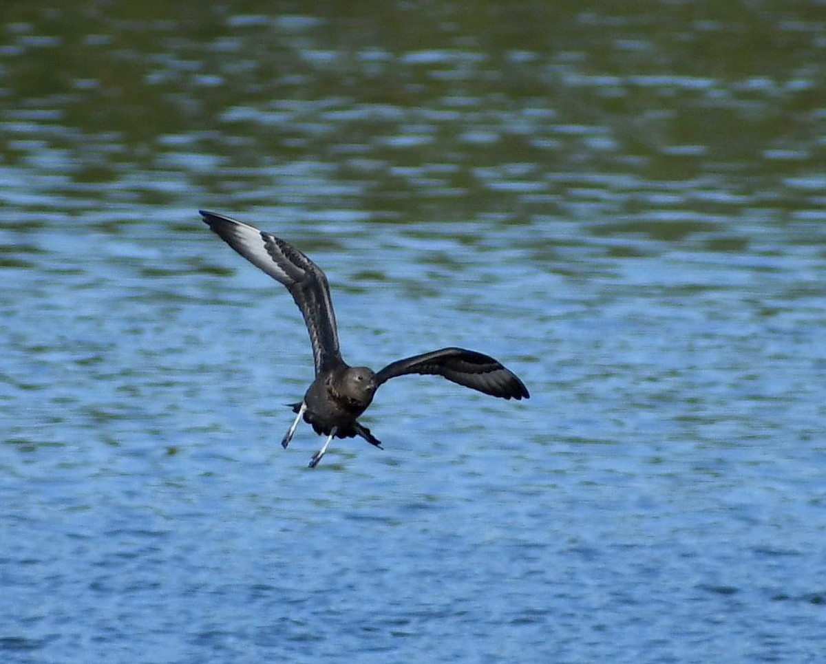 Pomarine Jaeger - ML380532111