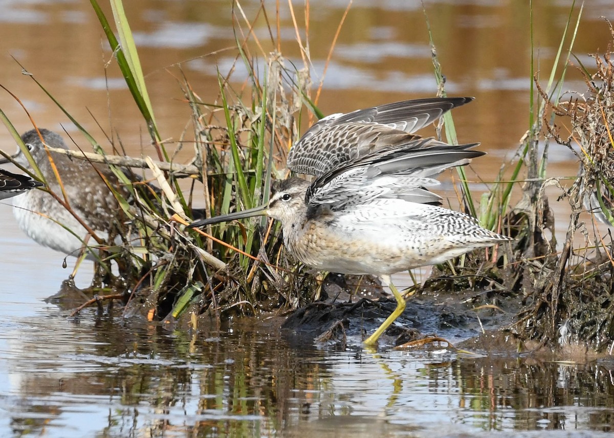 Long-billed Dowitcher - ML380532671