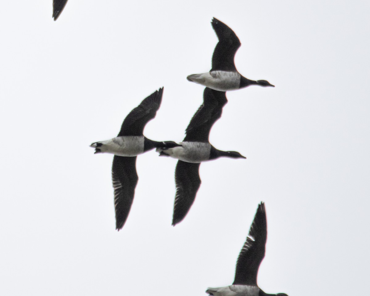 Brant - ML380532701