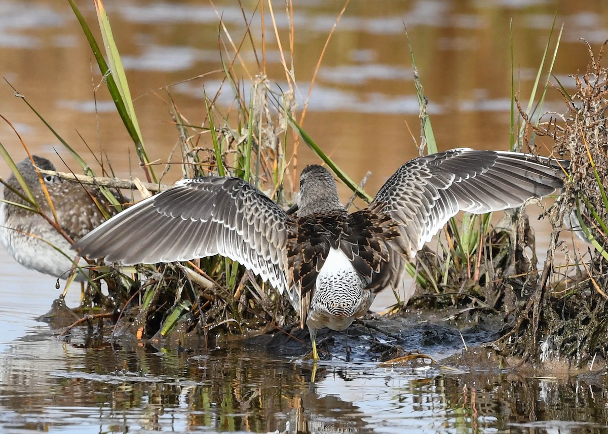 Long-billed Dowitcher - ML380532711