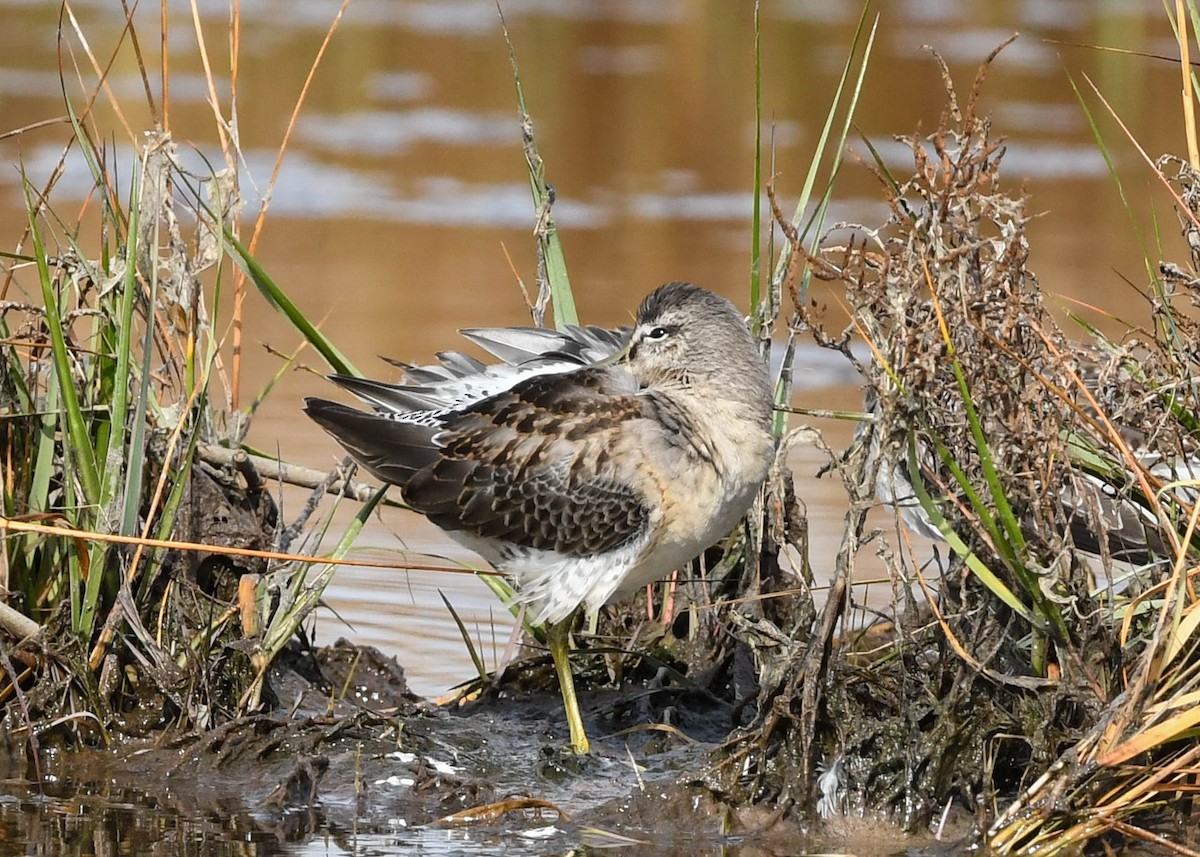 Long-billed Dowitcher - ML380532901
