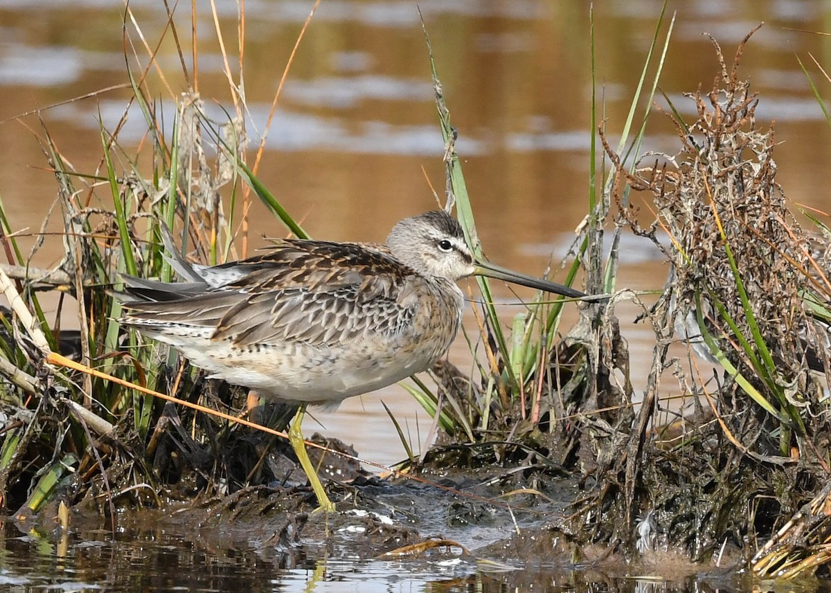 Long-billed Dowitcher - ML380532911