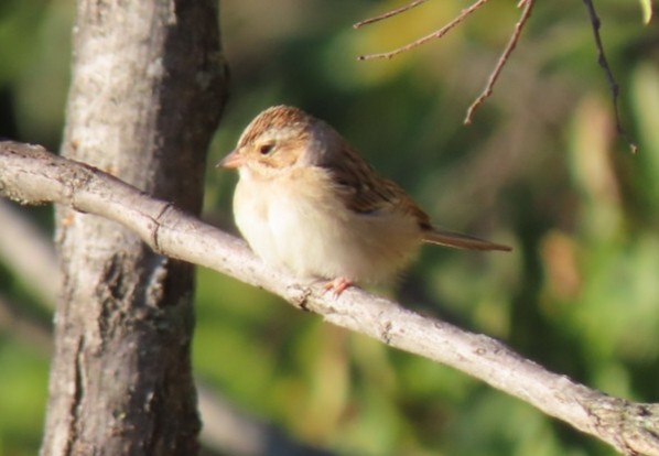 Clay-colored Sparrow - ML380535691