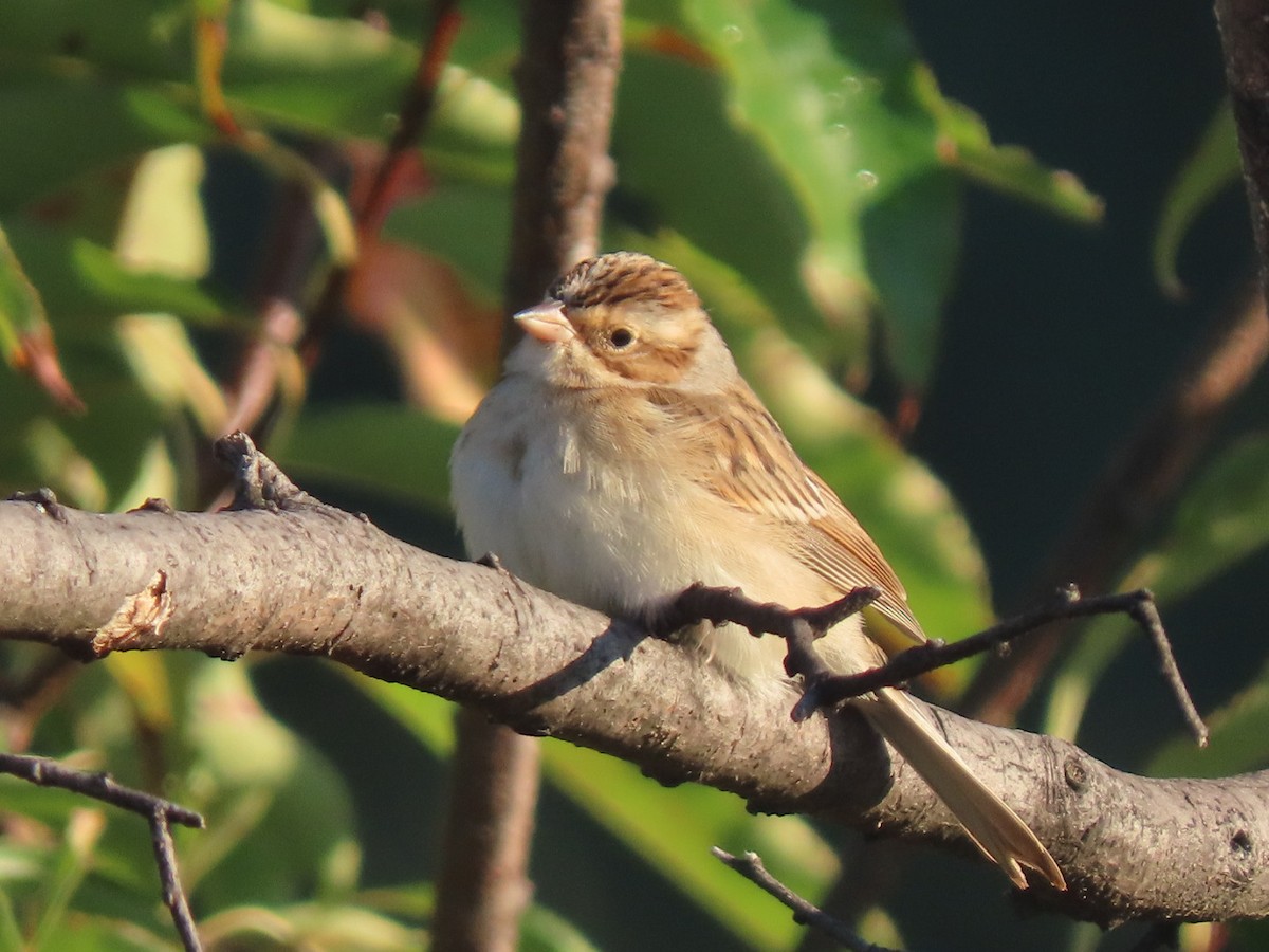 Clay-colored Sparrow - ML380535761