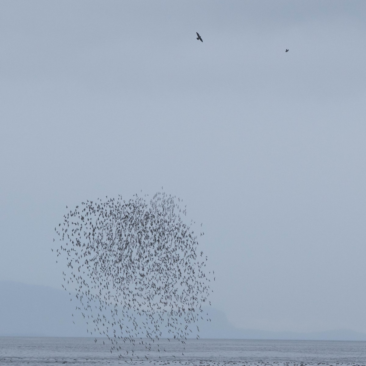 Peregrine Falcon - ML380536001