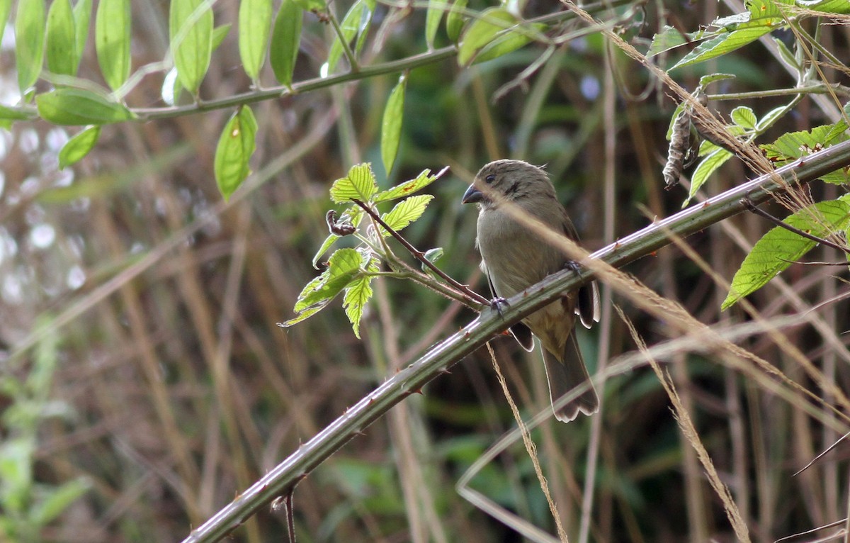 Dull-colored Grassquit - ML38053631