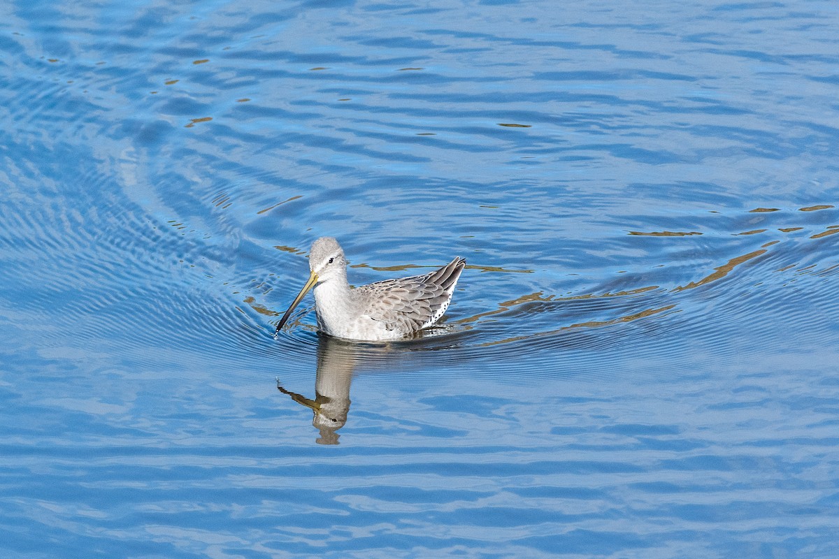 Long-billed Dowitcher - ML380536541