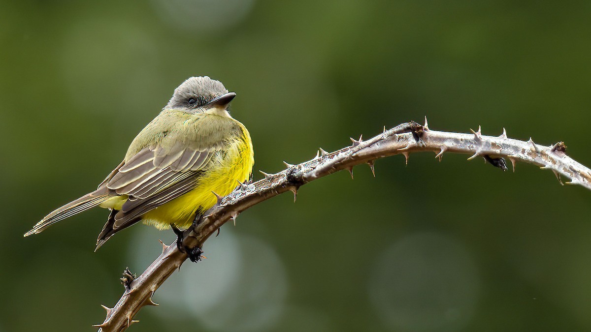 Tropical Kingbird - ML380540771