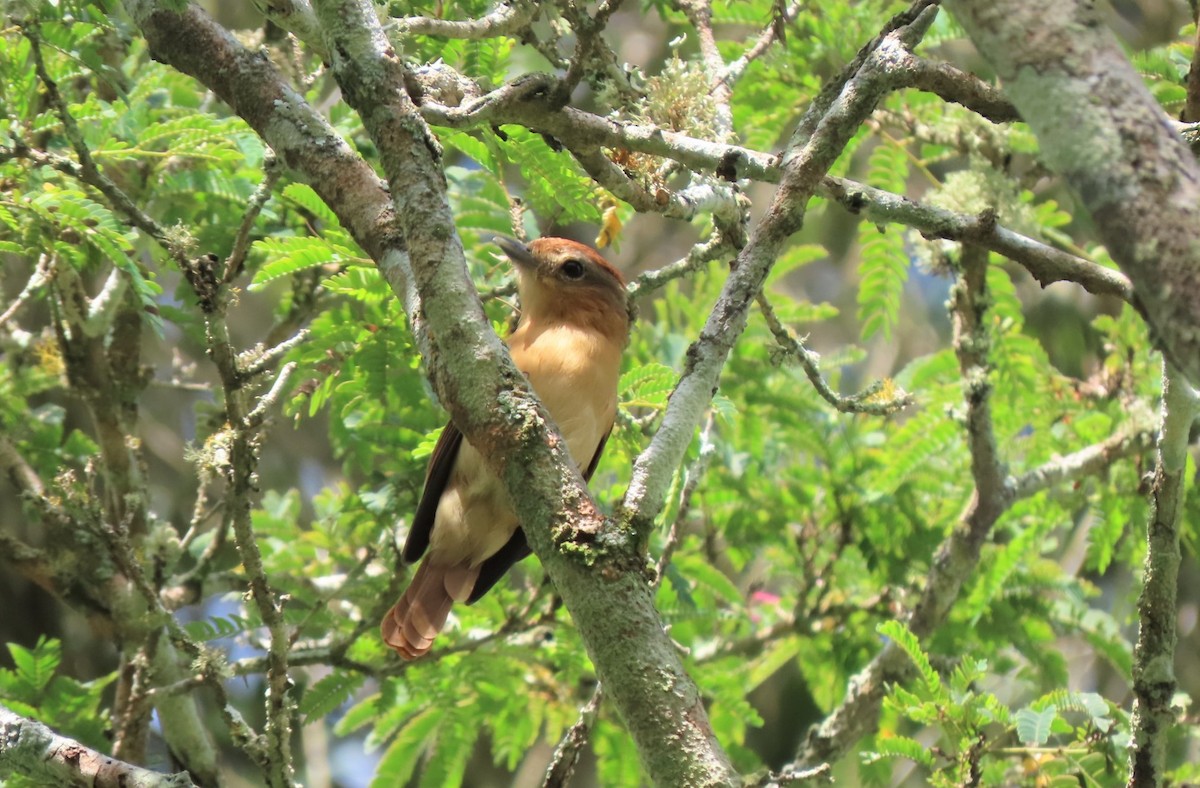 Chestnut-crowned Becard - ML380544261