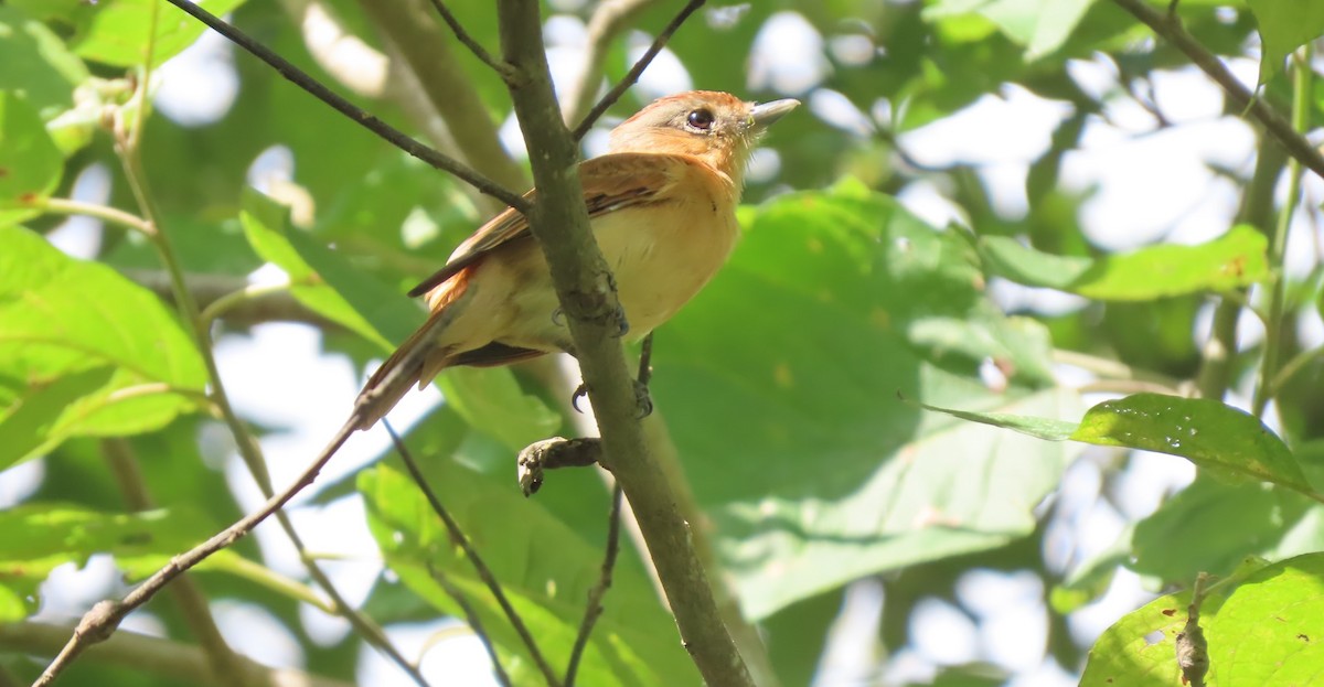 Chestnut-crowned Becard - ML380544281