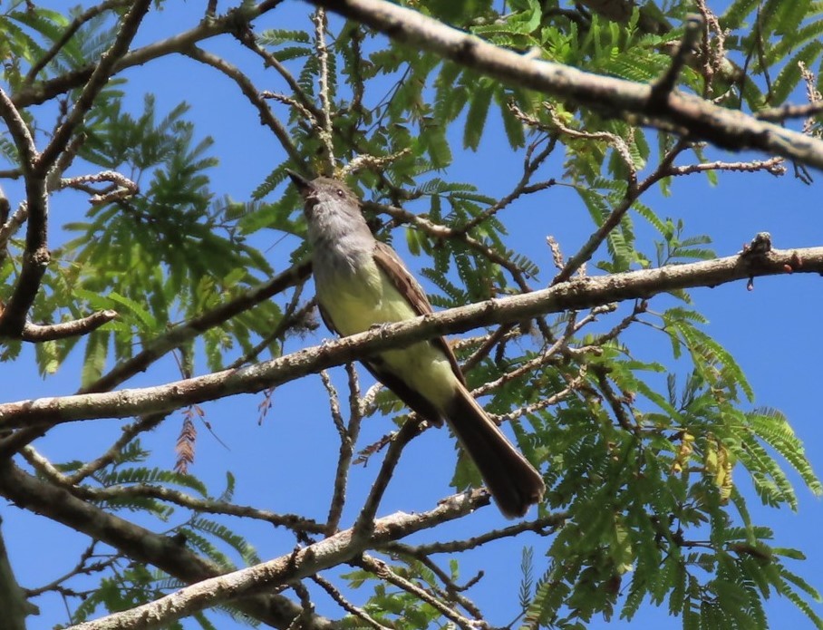 Venezuelan Flycatcher - ML380544471