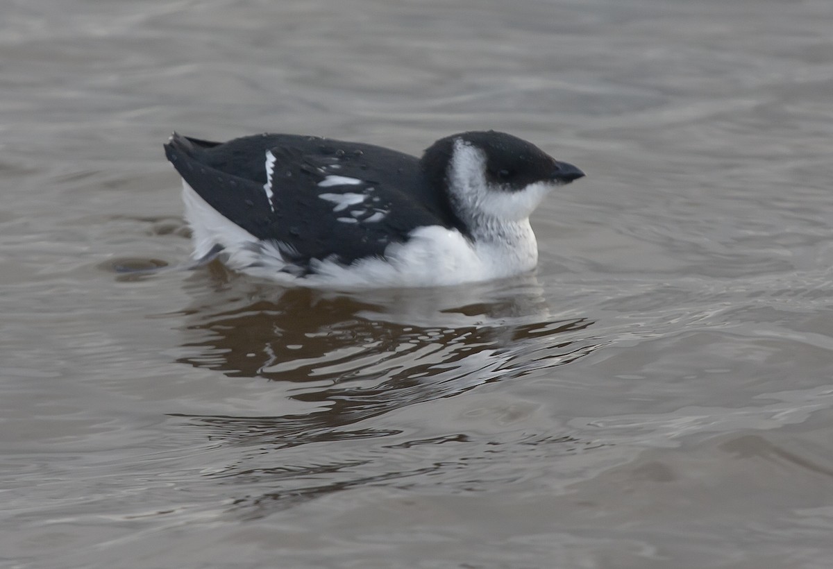 Dovekie - Rob Martin