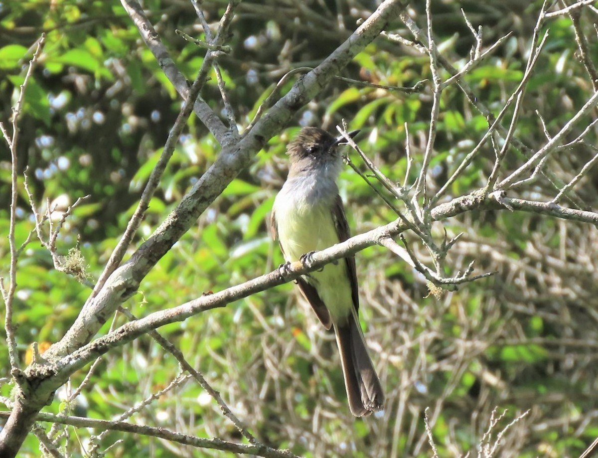 Venezuelan Flycatcher - Manuel Pérez R.