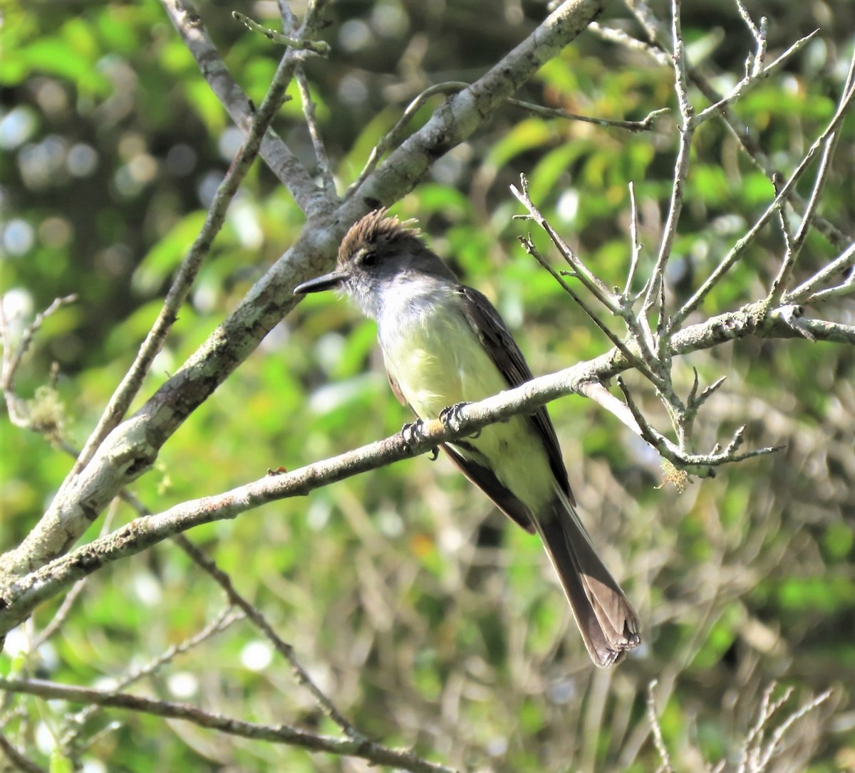 Venezuelan Flycatcher - Manuel Pérez R.