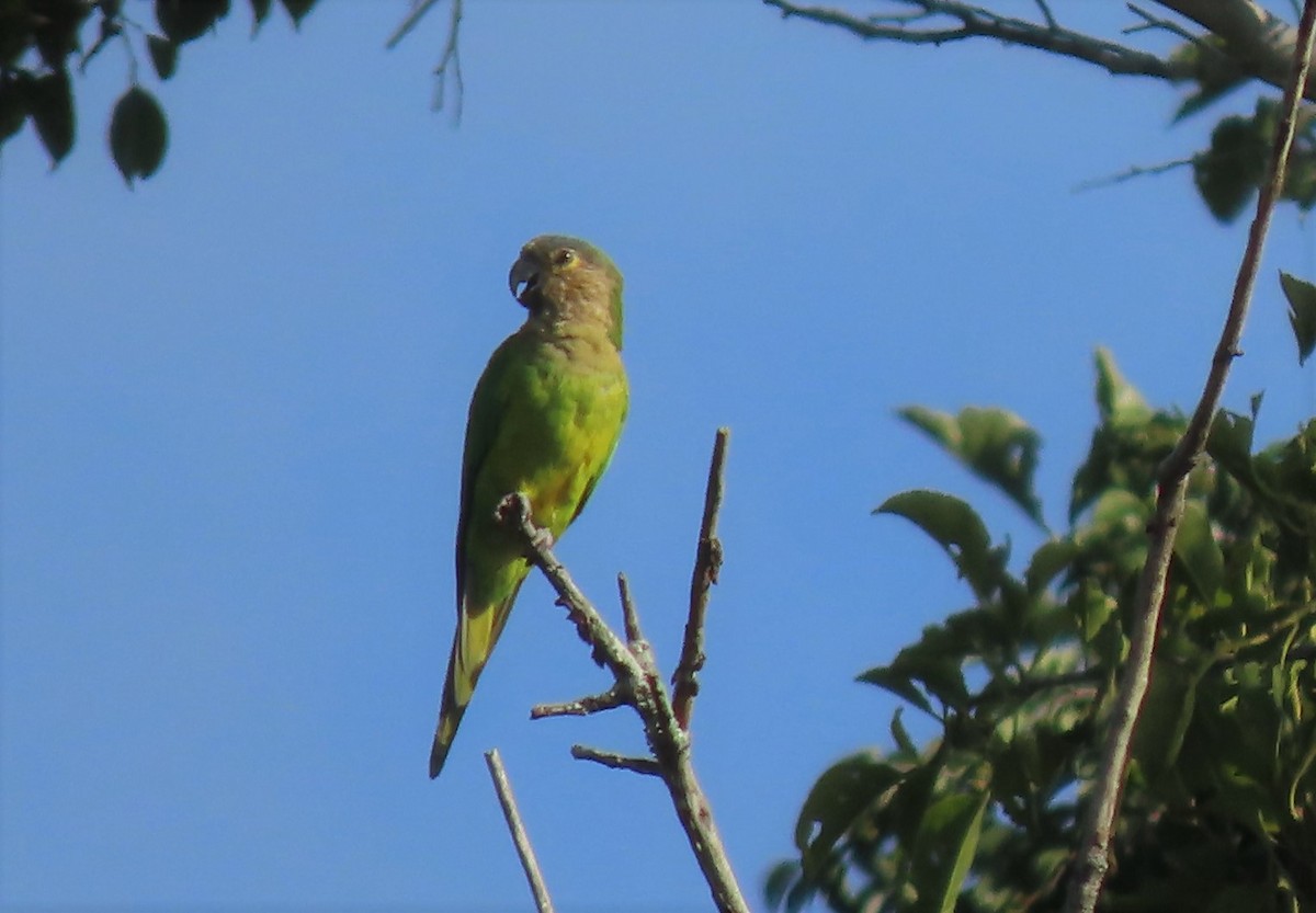 Brown-throated Parakeet - Manuel Pérez R.