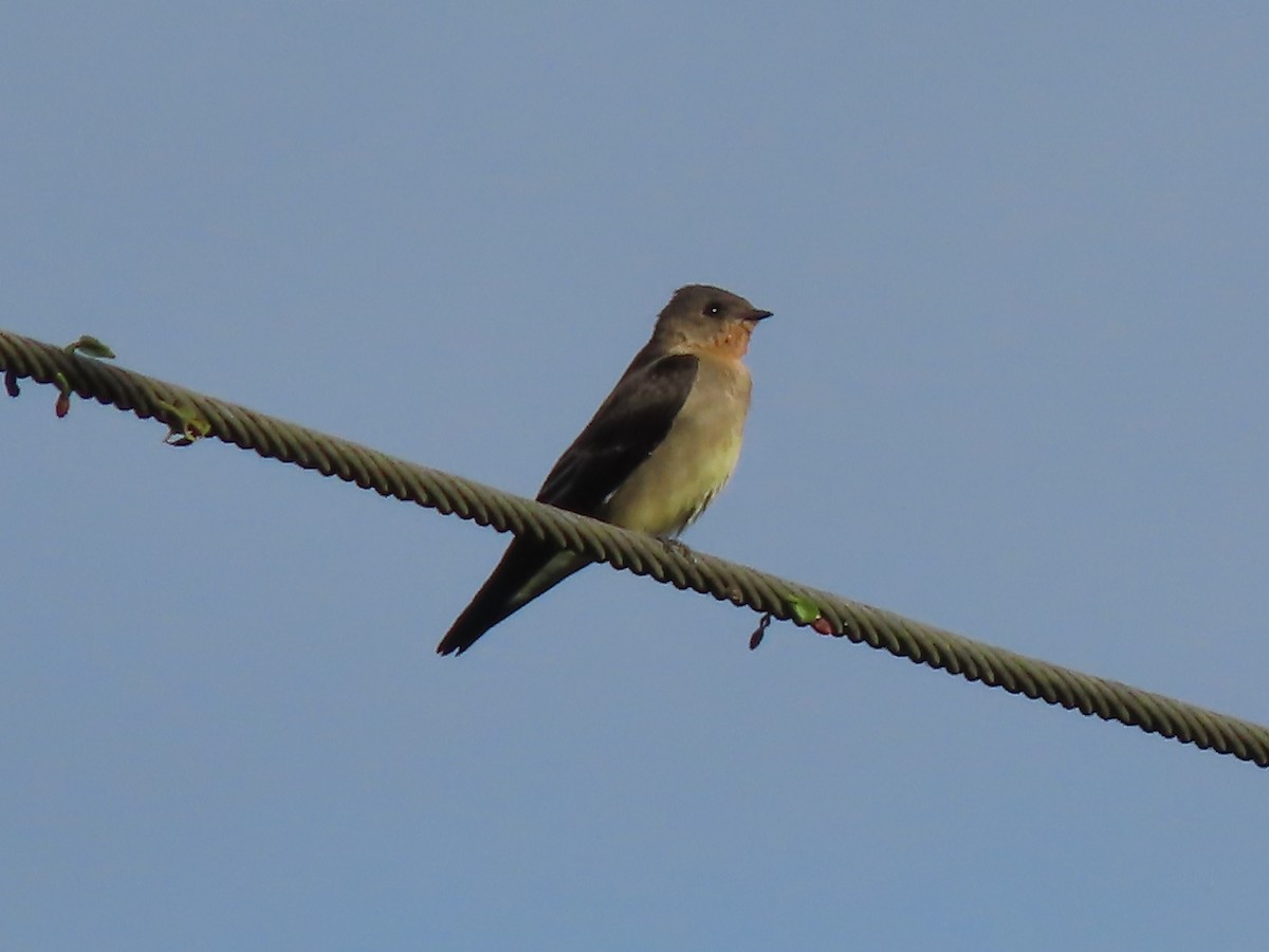 Southern Rough-winged Swallow - Manuel Pérez R.