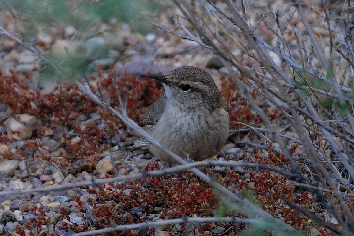 Rock Wren - ML38054531