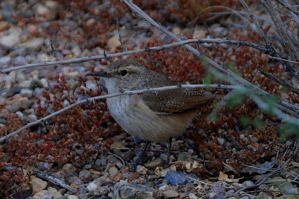 Rock Wren - John Doty