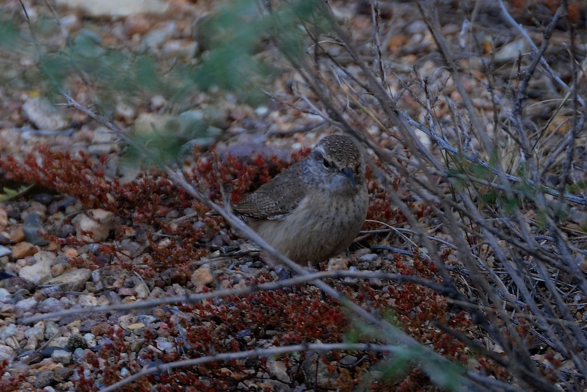 Rock Wren - ML38054551