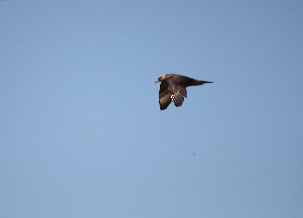 Pomarine Jaeger - Nathan Moses