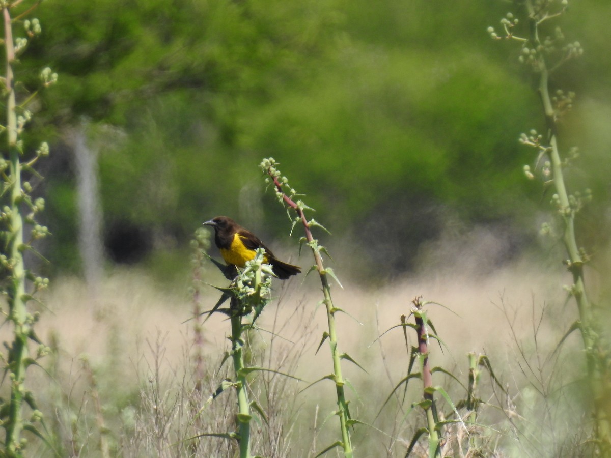 Yellow-rumped Marshbird - ML38054761