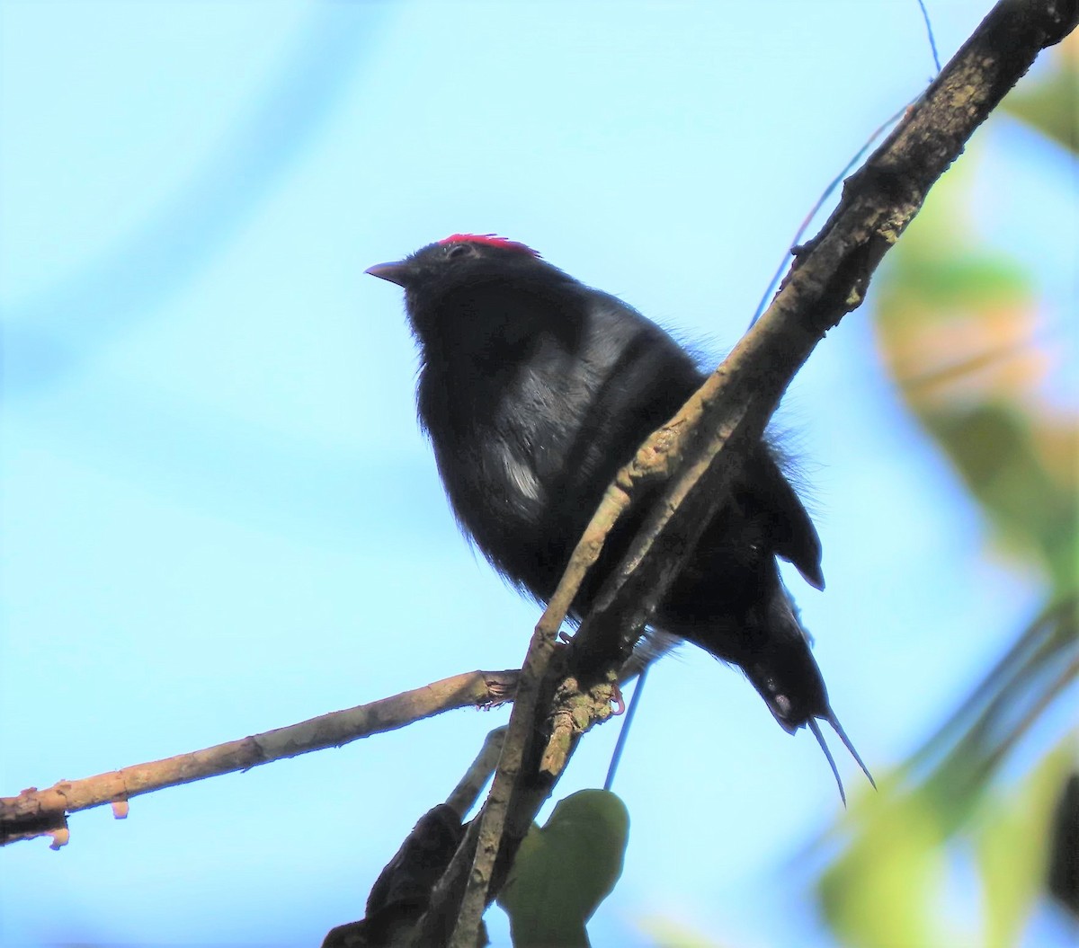 Lance-tailed Manakin - Manuel Pérez R.