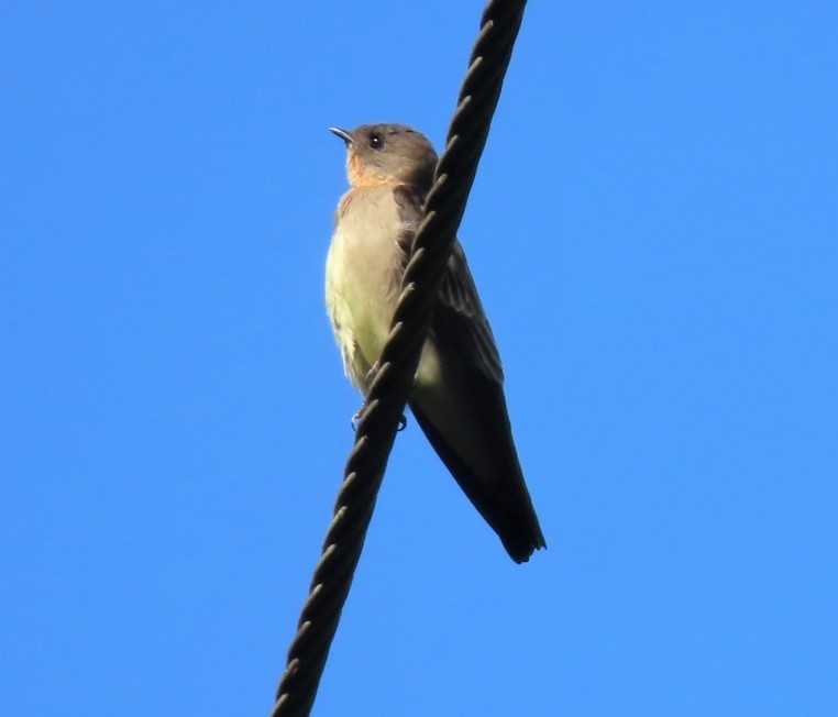 Southern Rough-winged Swallow - Manuel Pérez R.
