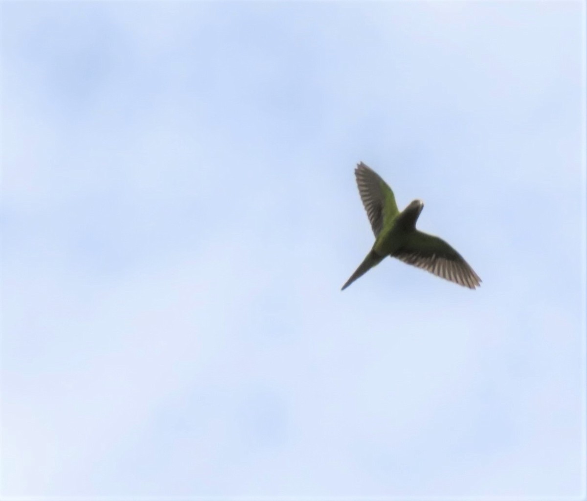 Brown-throated Parakeet - Manuel Pérez R.