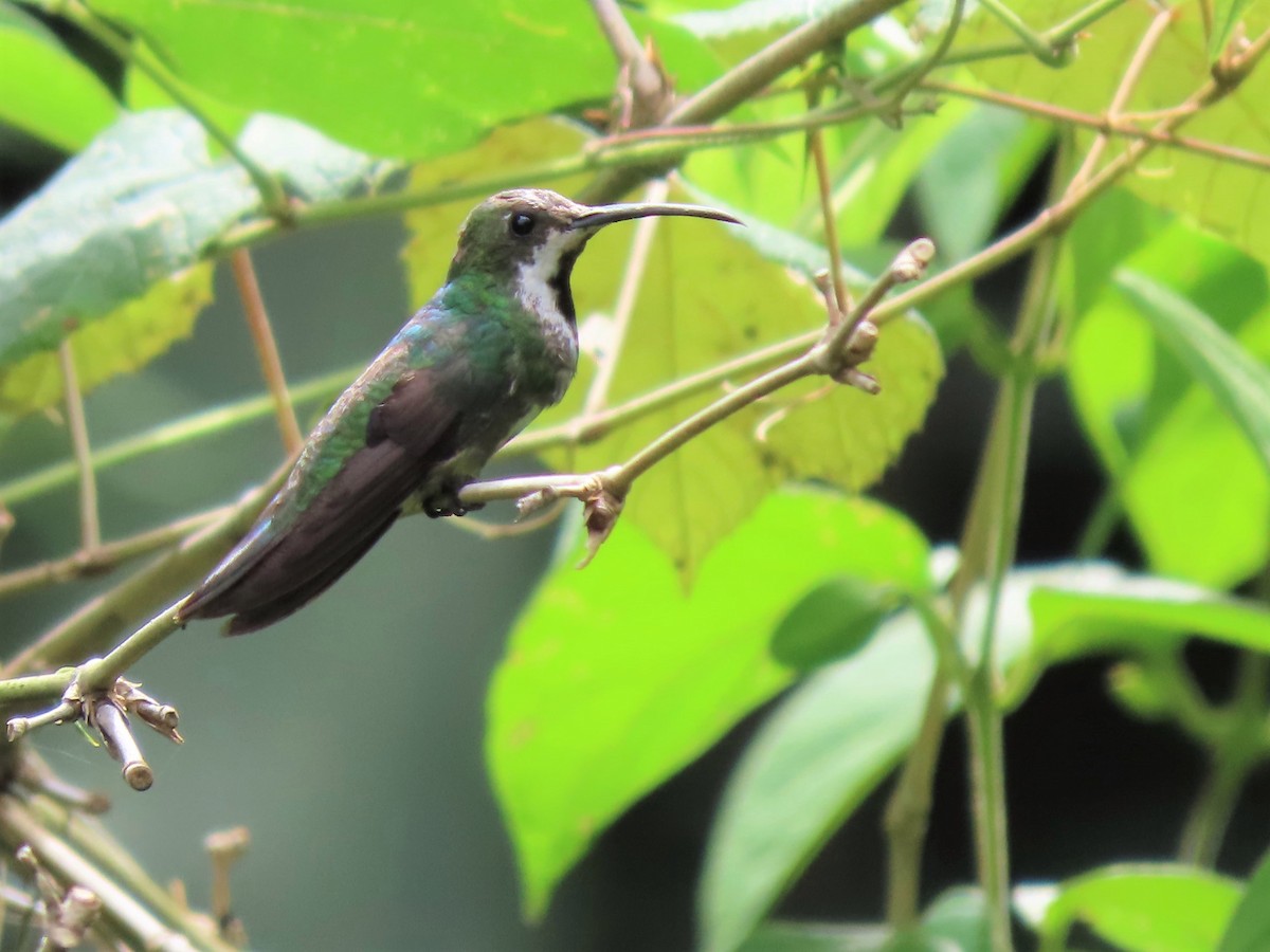 Black-throated Mango - Manuel Pérez R.